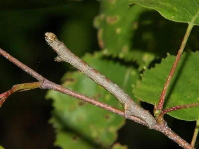 Ectropis crepuscularia