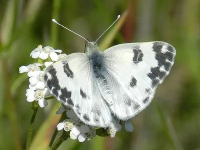 Pontia edusa