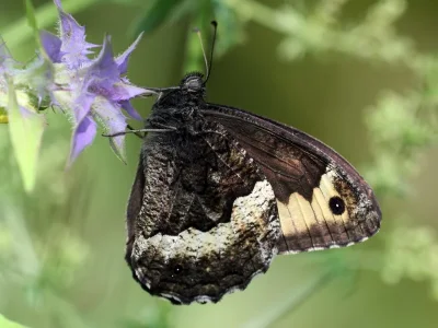 Hipparchia (Hipparchia) fagi