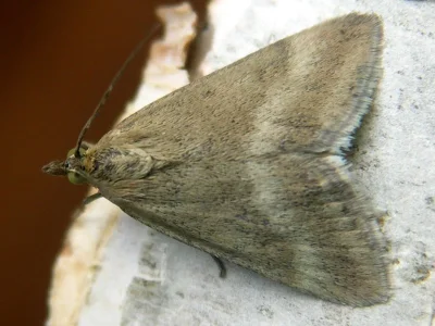 Pyrausta aerealis