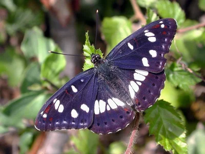 Limenitis reducta