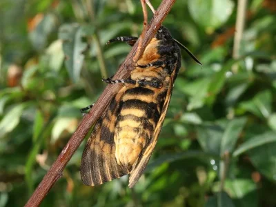 Acherontia atropos