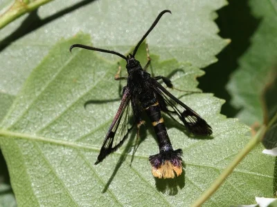 Synanthedon andrenaeformis