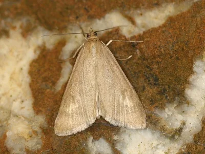 Udea uliginosalis