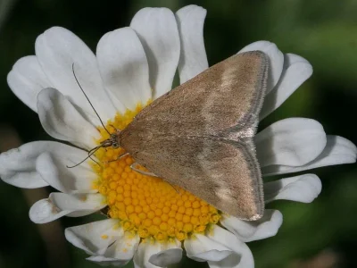 Pyrausta aerealis