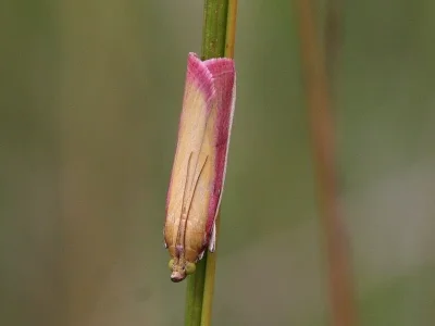 Oncocera semirubella