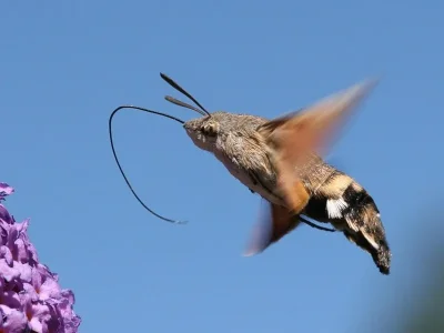 Macroglossum stellatarum