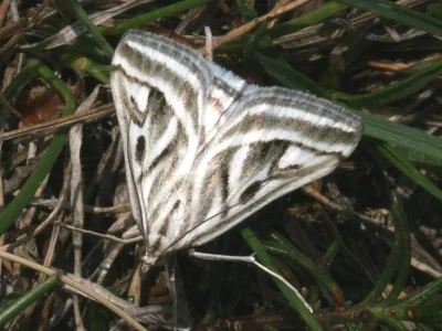 Loxostege aeruginalis