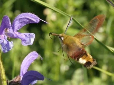 Hemaris (Hemaris) fuciformis
