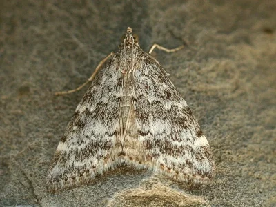 Evergestis sophialis