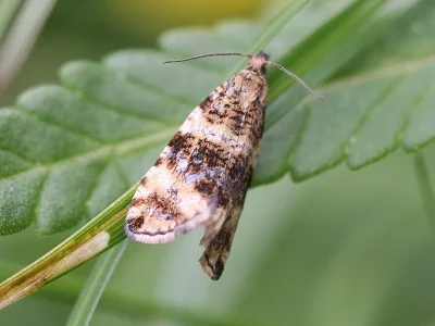 Celypha rurestrana