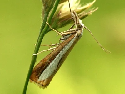 Catoptria pyramidellus