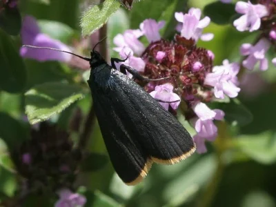 Catastia marginea