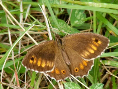 Arethusana arethusa