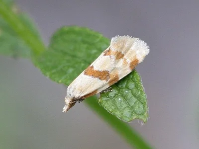 Aethes cnicana