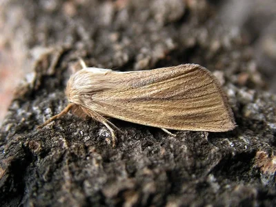 Sedina buettneri