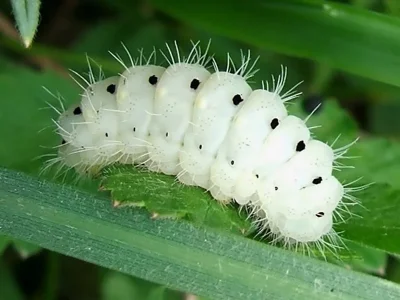 Zygaena (Mesembrynus) minos