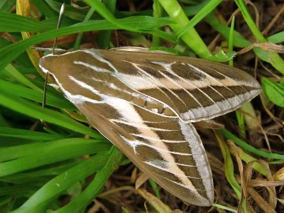 Hyles livornica