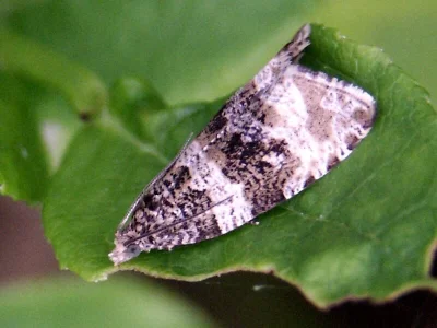 Celypha cespitana