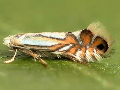 Phyllonorycter rajella