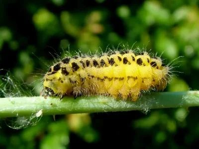 Zygaena (Zygaena) filipendulae