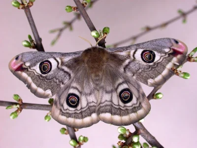 Saturnia (Eudia) pavoniella