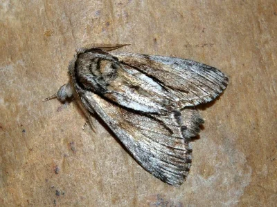 Paradrymonia vittata