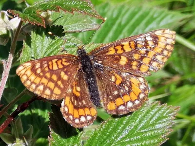 Euphydryas intermedia