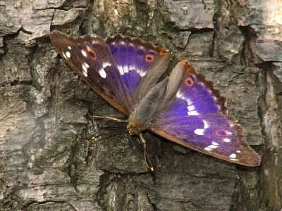 Apatura ilia