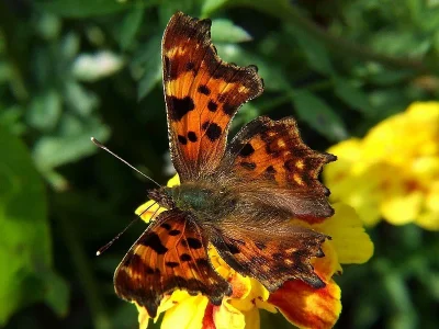 Polygonia c-album