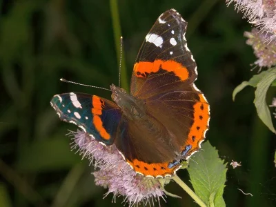 Vanessa atalanta