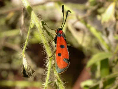 Zygaena (Mesembrynus) laeta