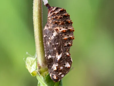 Melitaea phoebe