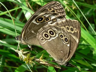 Lopinga achine