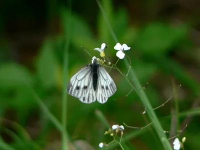 Pieris (Artogeia) bryoniae