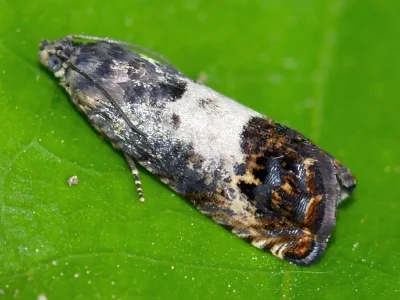 Pammene fasciana