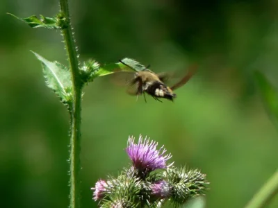 Hemaris (Hemaris) fuciformis