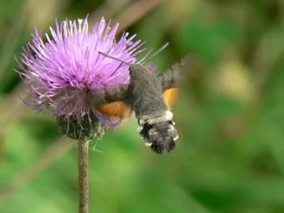 Macroglossum stellatarum