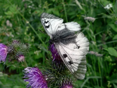 Parnassius (Driopa) mnemosyne