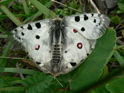 Parnassius (Parnassius) apollo