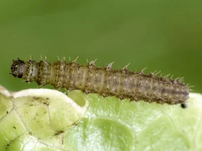 Polypogon tentacularia