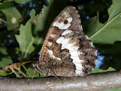 Brintesia circe