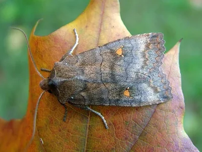 Eupsilia transversa