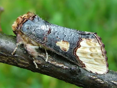 Phalera bucephaloides
