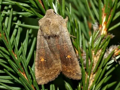 Eupsilia transversa