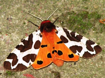 Arctia caja