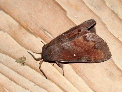 Dendrolimus pini