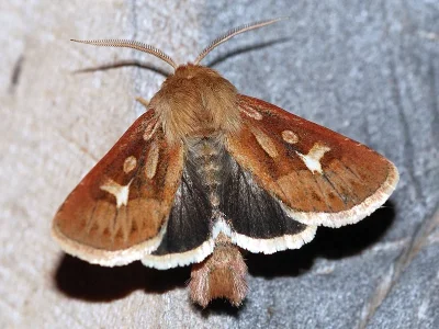 Cerapteryx graminis