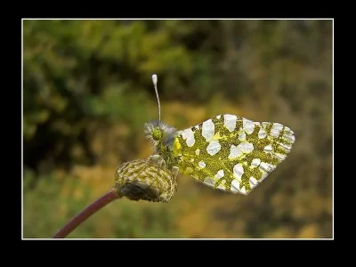 Euchloe (Euchloe) ausonia