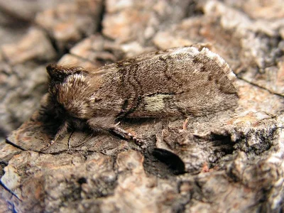 Achlya flavicornis